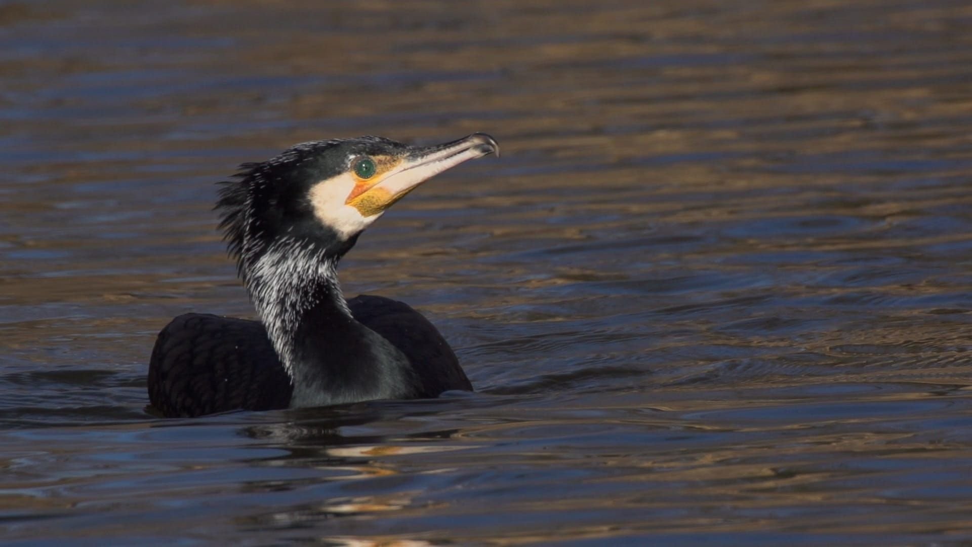 Backdrop for Szigetköz - The Inland Delta of the River Danube
