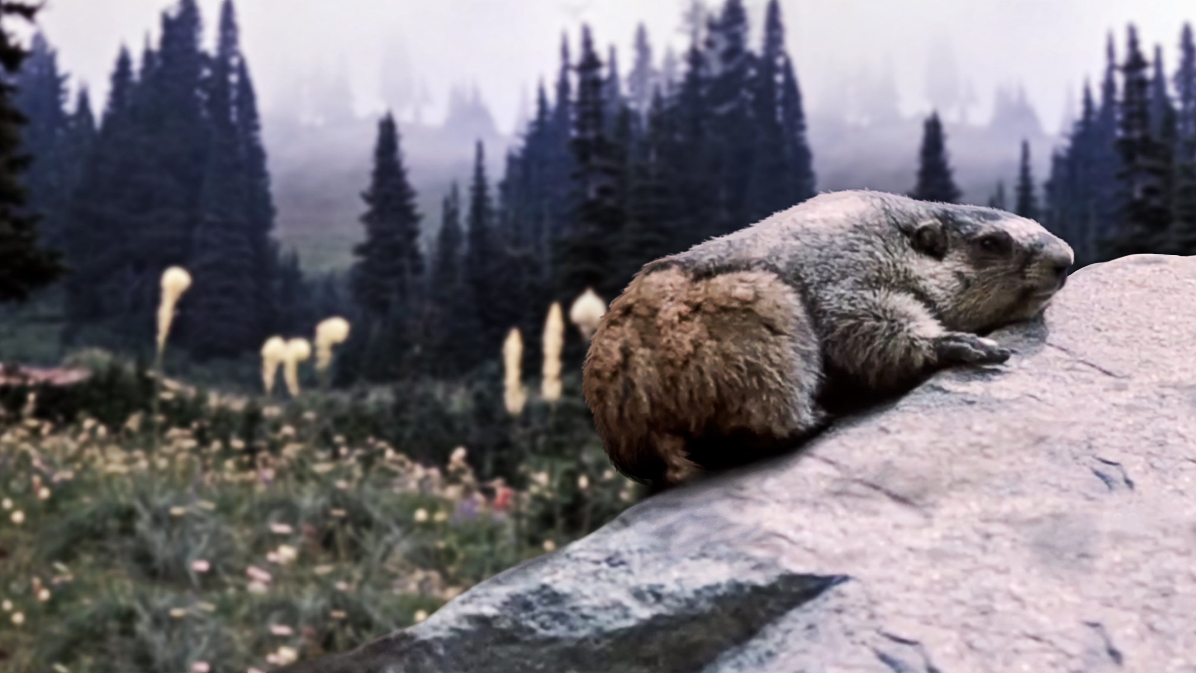 Backdrop for Beaver Valley