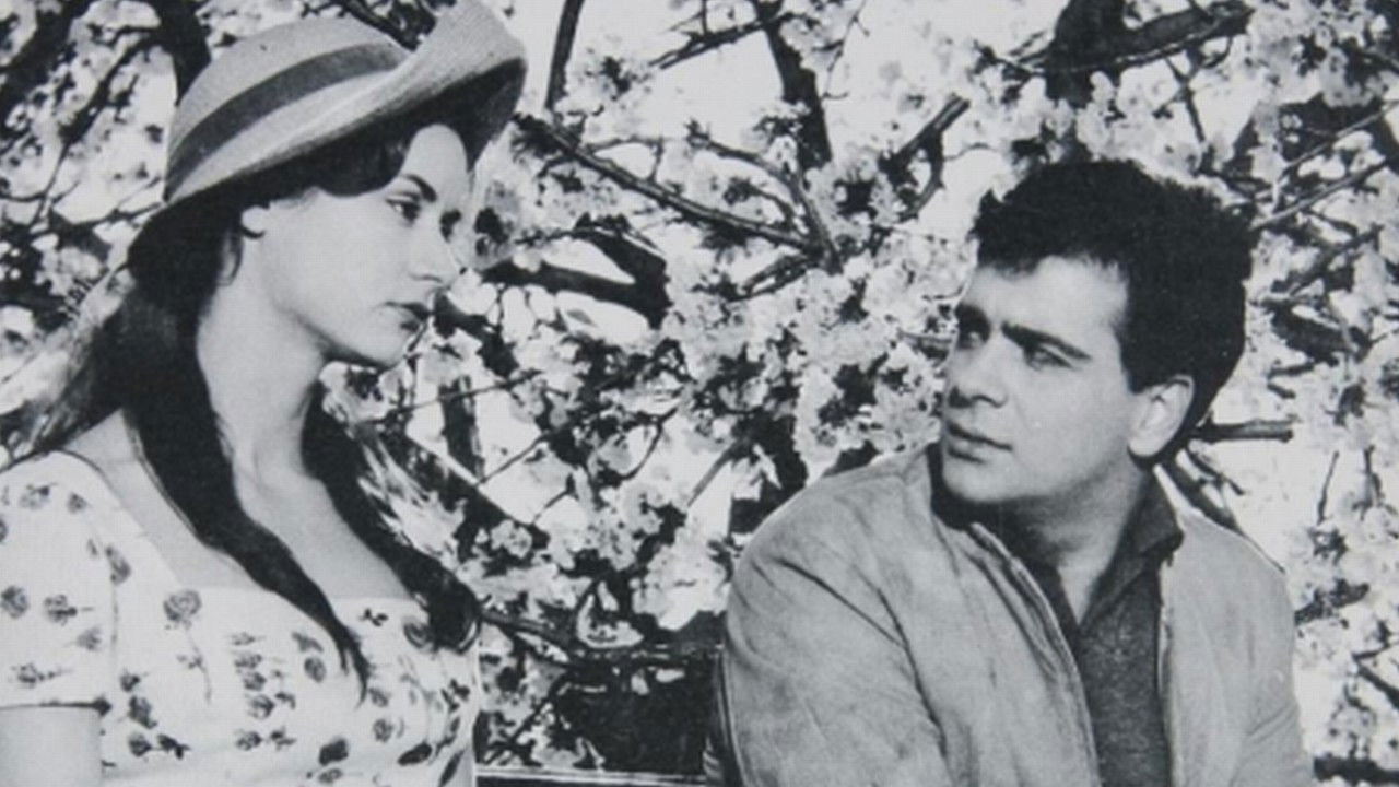 Backdrop for Amaryllis