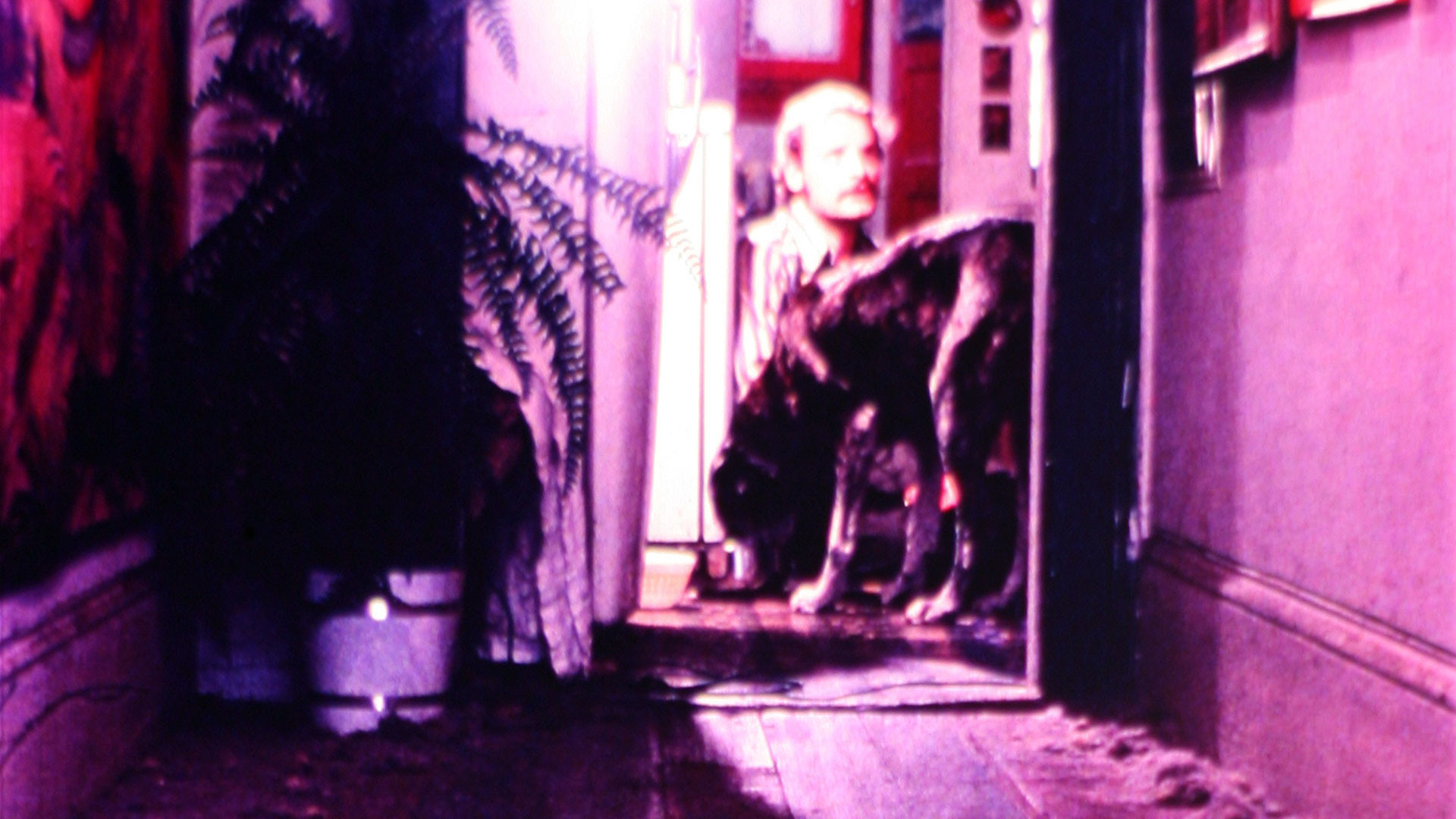 Backdrop for The Mongreloid