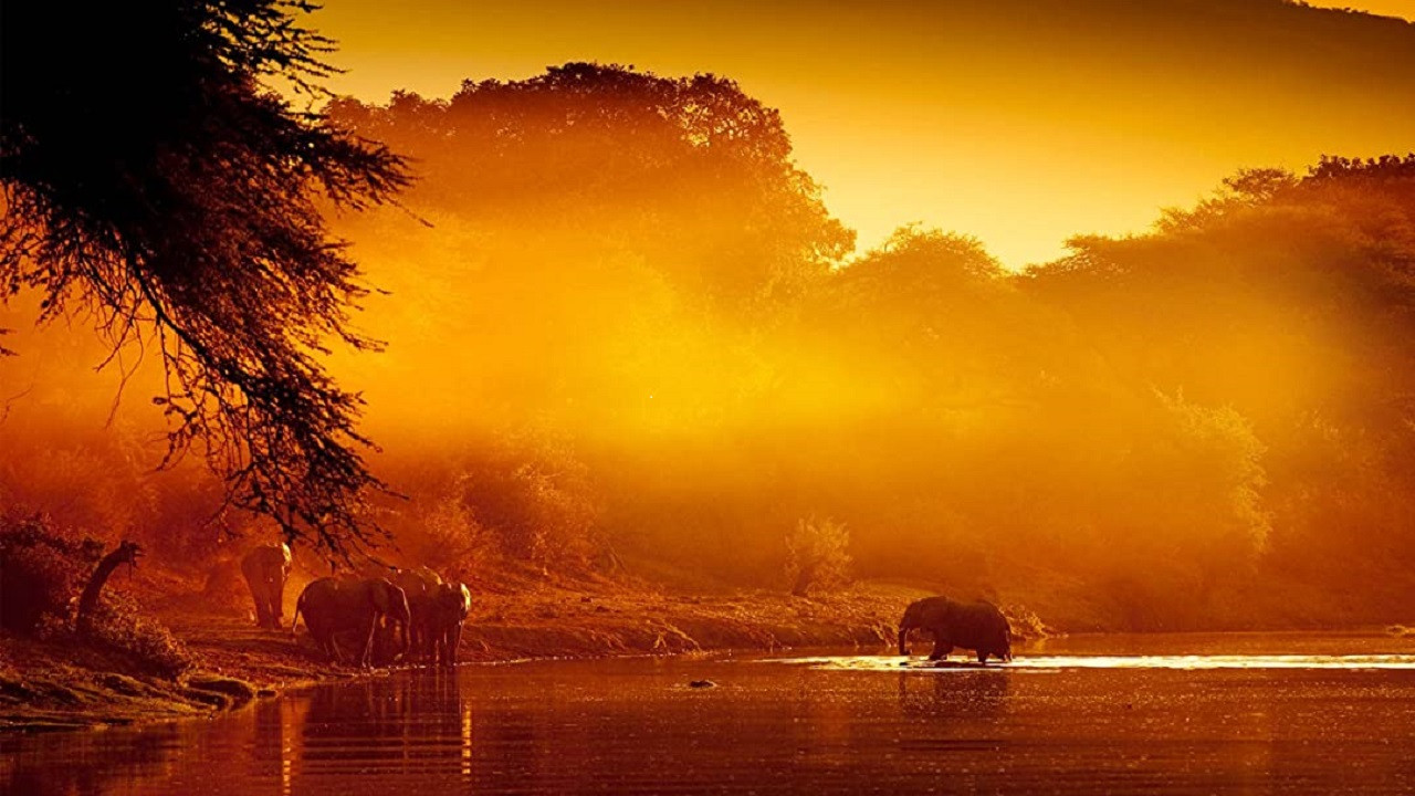 Backdrop for Zambezi: Force of Life