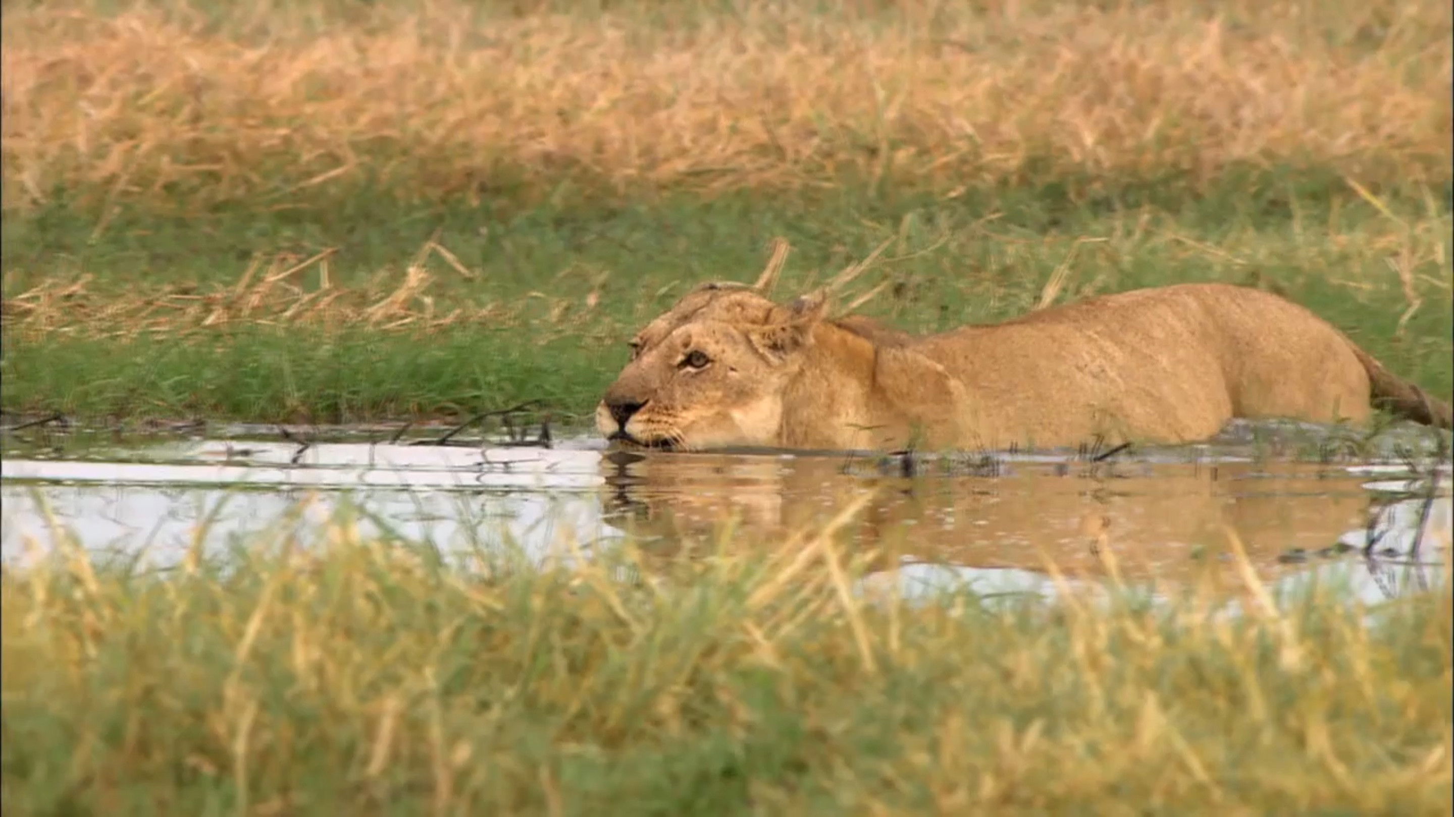 Backdrop for Swamp Lions