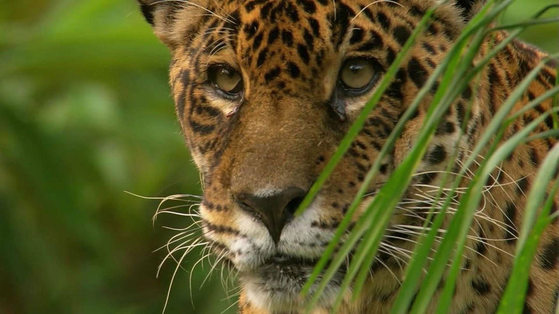 Backdrop for Jaguar: King of the Jungle