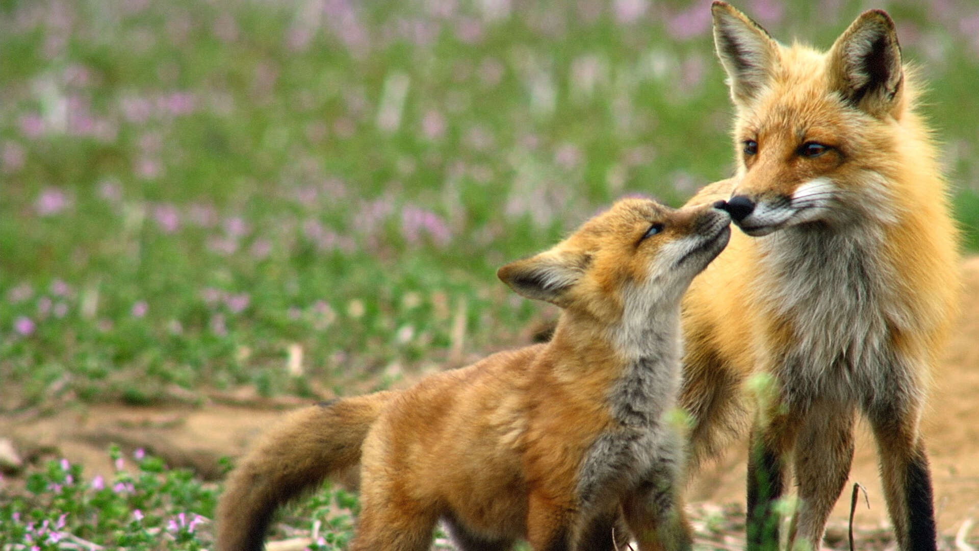 Backdrop for Incredible Animal Moments
