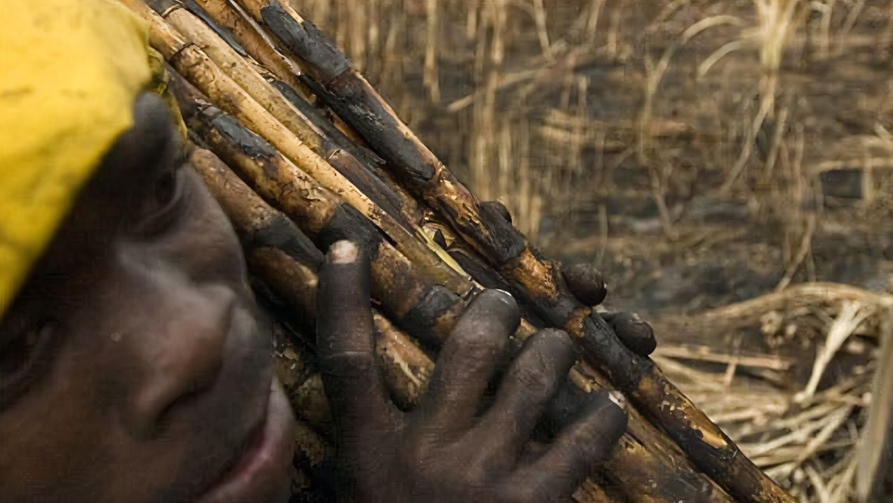 Backdrop for The Price of Sugar