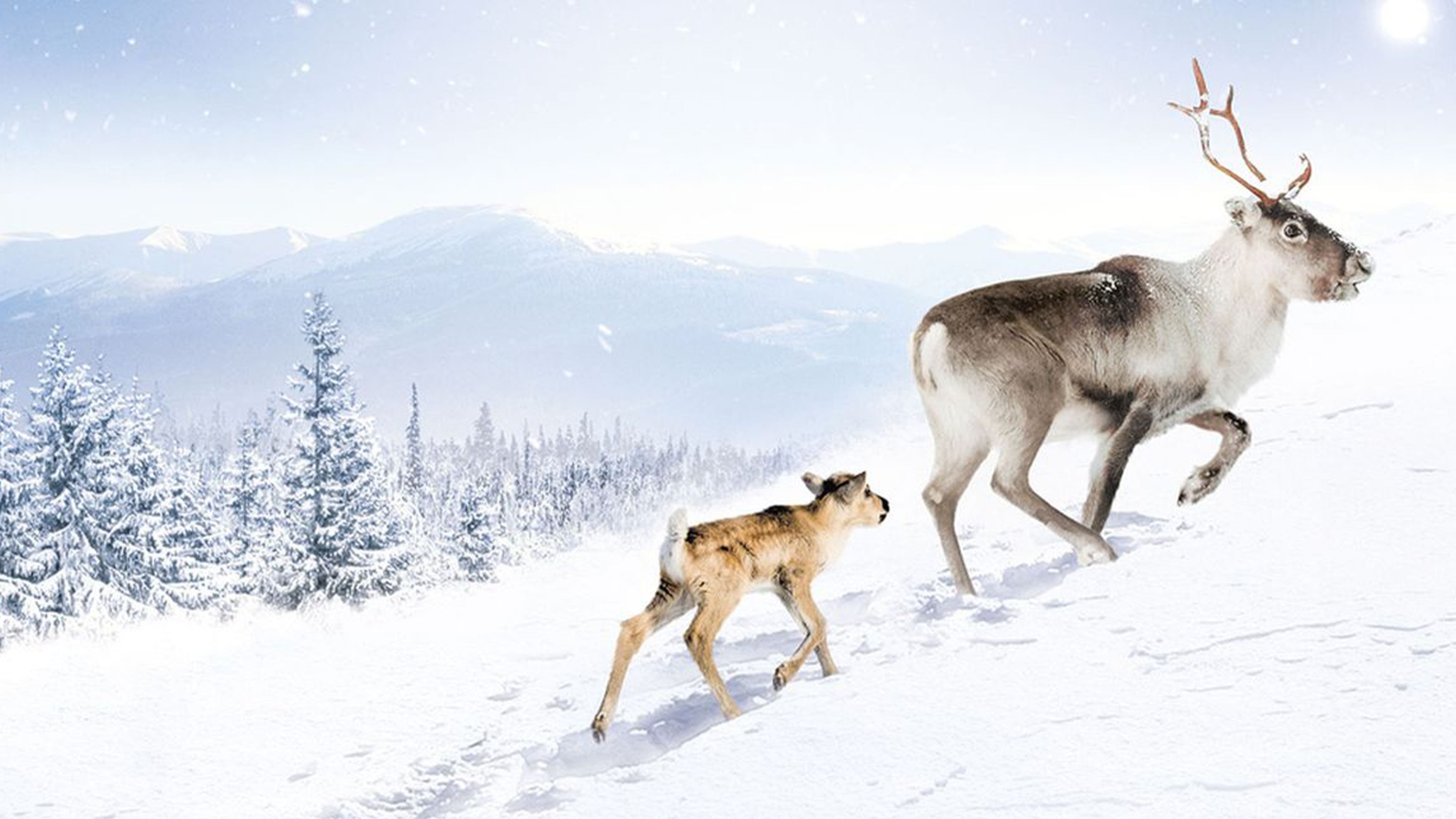 Backdrop for A Reindeer's Journey