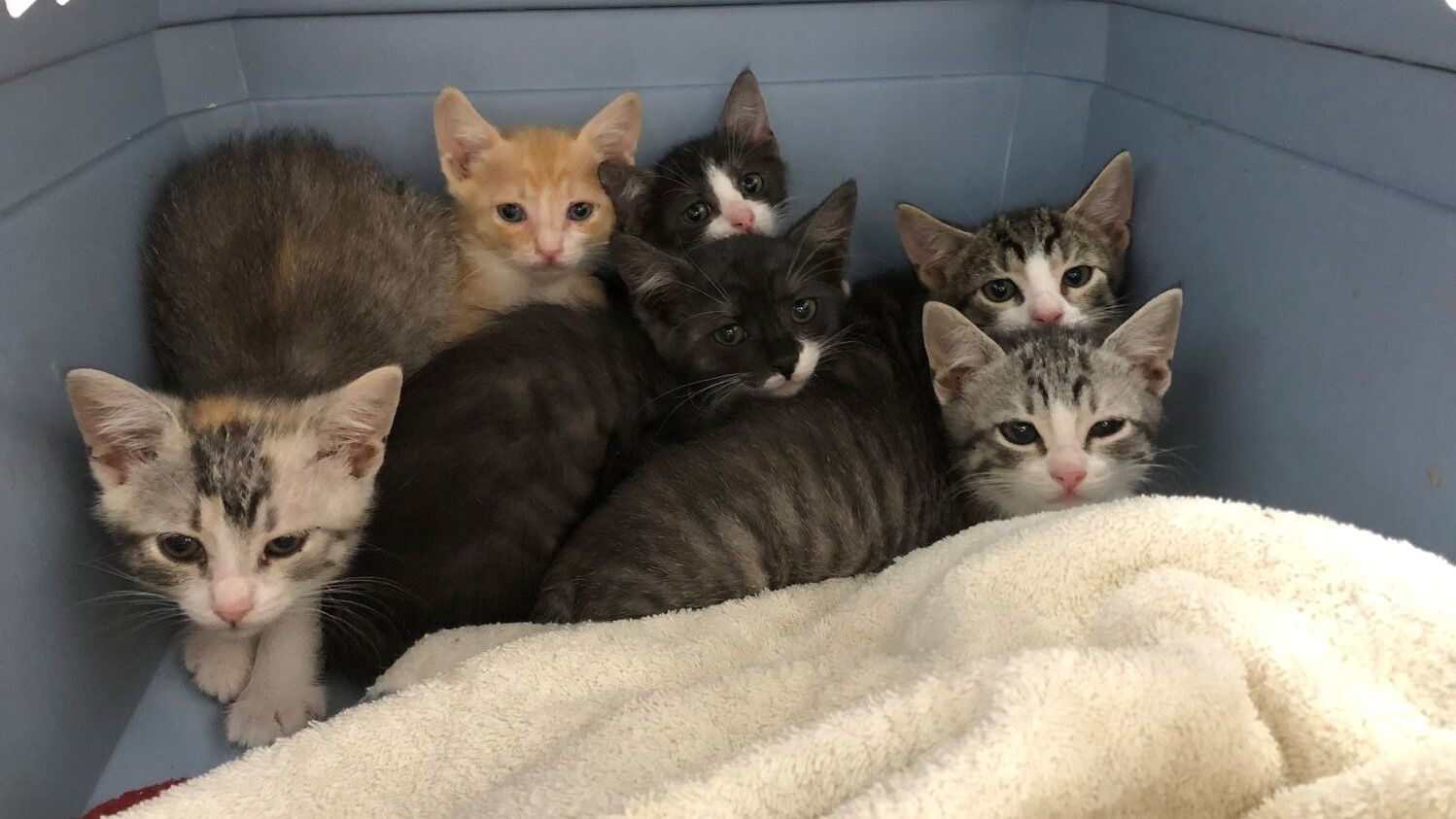 Backdrop for Crazy Cat Lady