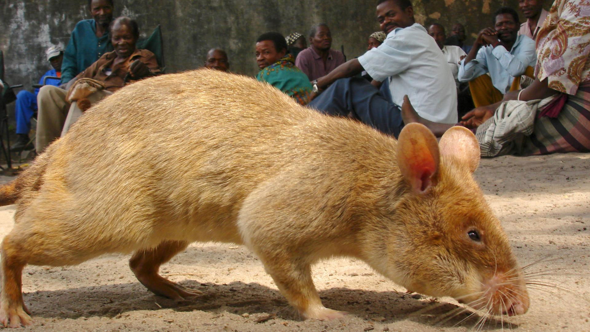 Backdrop for Detecting Danger: Africa's Giant Rats