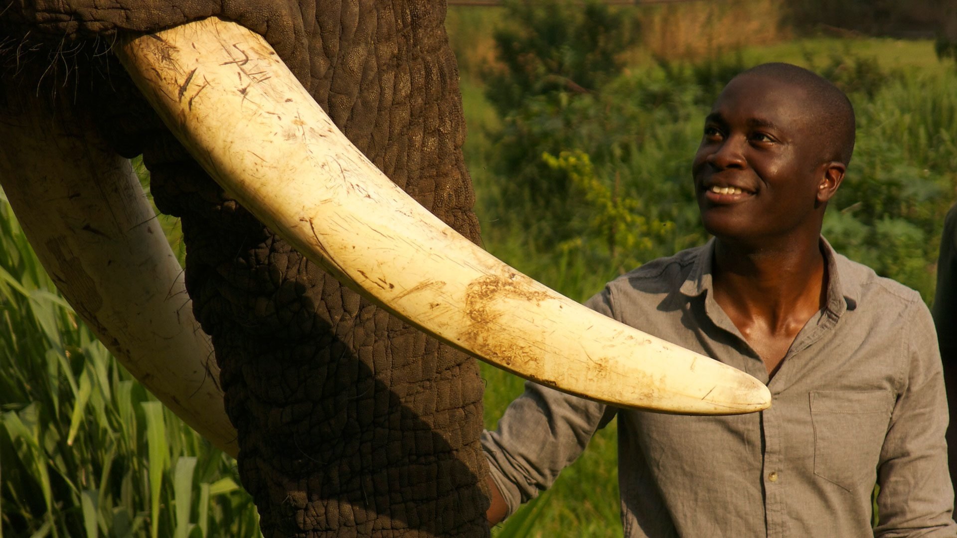 Backdrop for Super Senses: The Secret Power of Animals