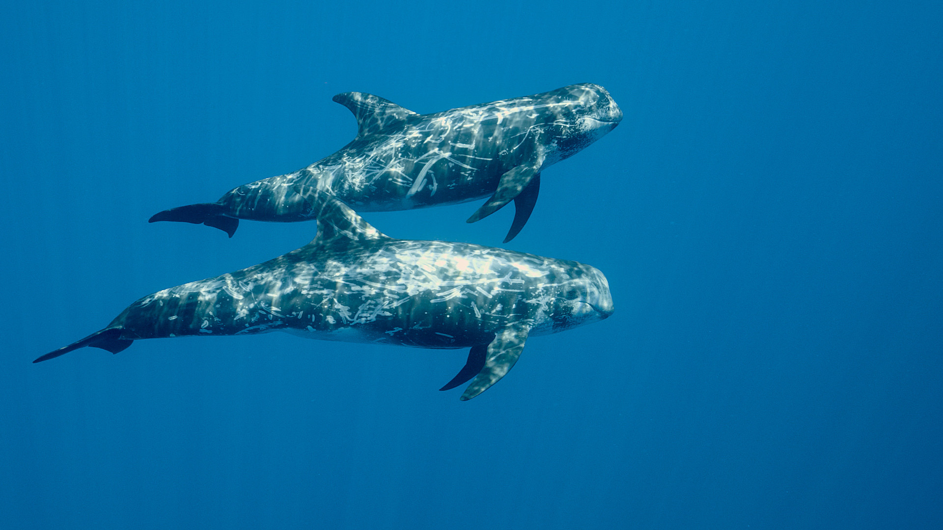Backdrop for Arxipèlag blau