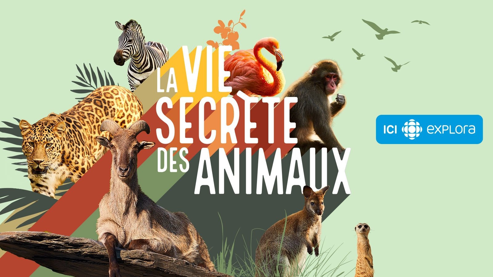 Backdrop for La vie secrète des animaux