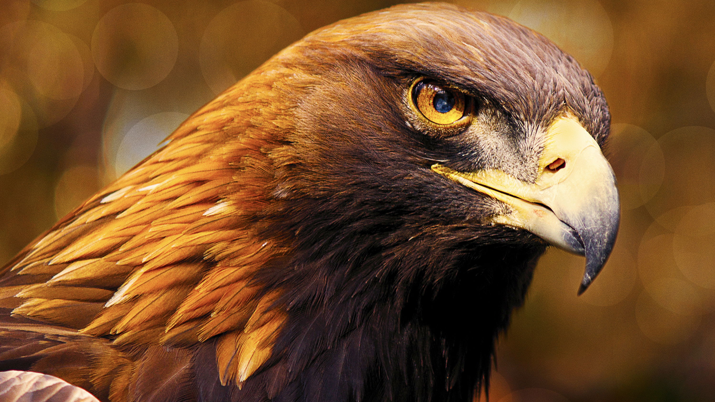 Backdrop for Iberia's Woodlands: Life on the Edge