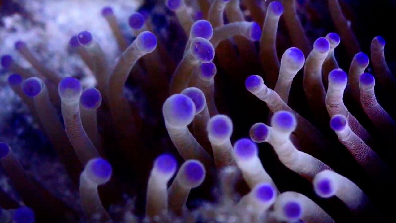 Backdrop for Pueblos de Arrecife