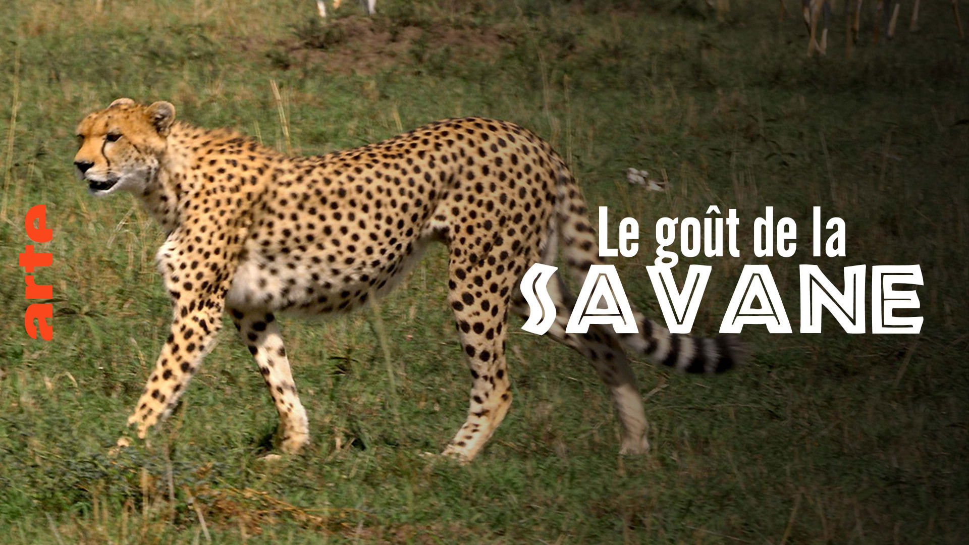 Backdrop for Le Goût de la savane : Herbivores et carnivores, festins croisés