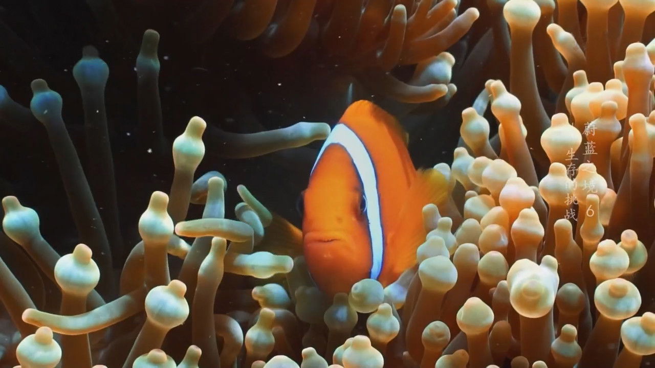 Backdrop for Blue Realm