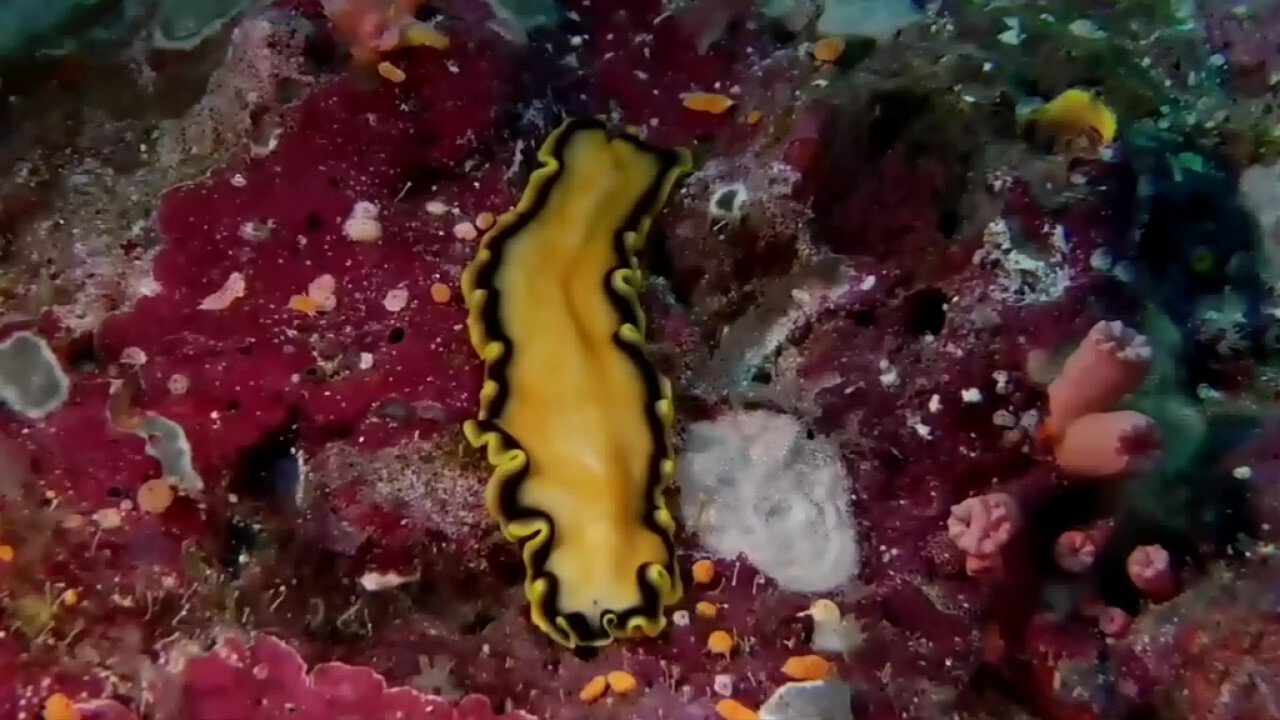 Backdrop for Coral Sea Dreaming: Awaken