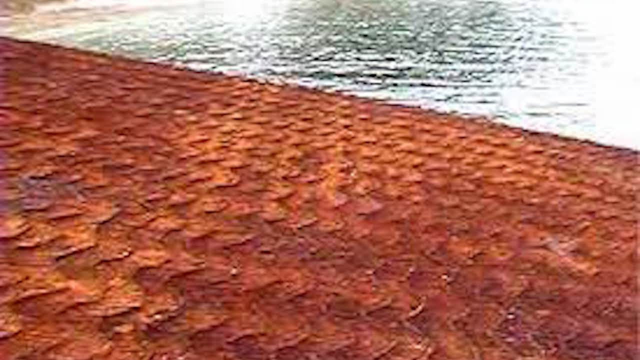 Backdrop for EBIZUKA in my own field