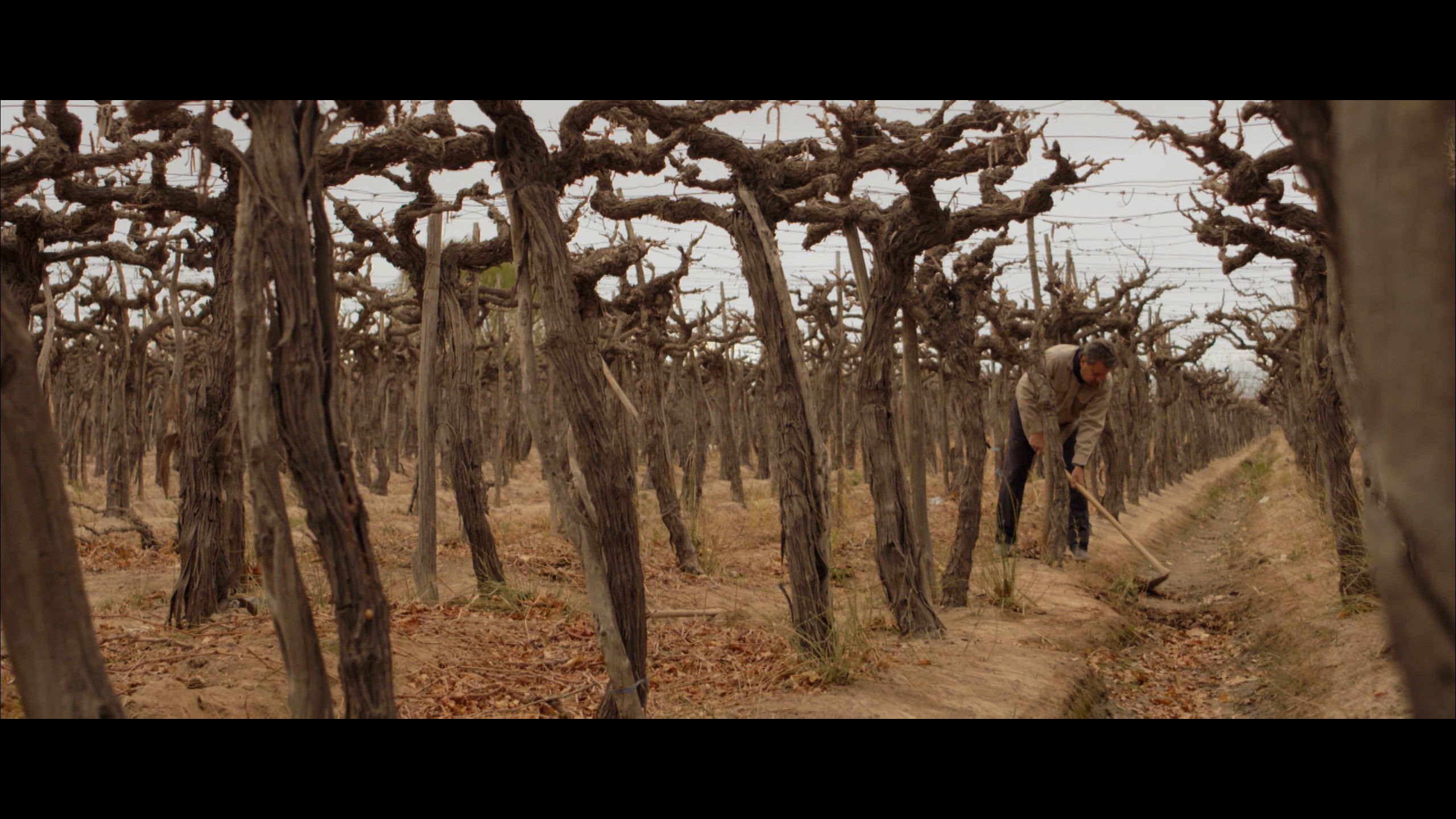 Backdrop for Wastelands