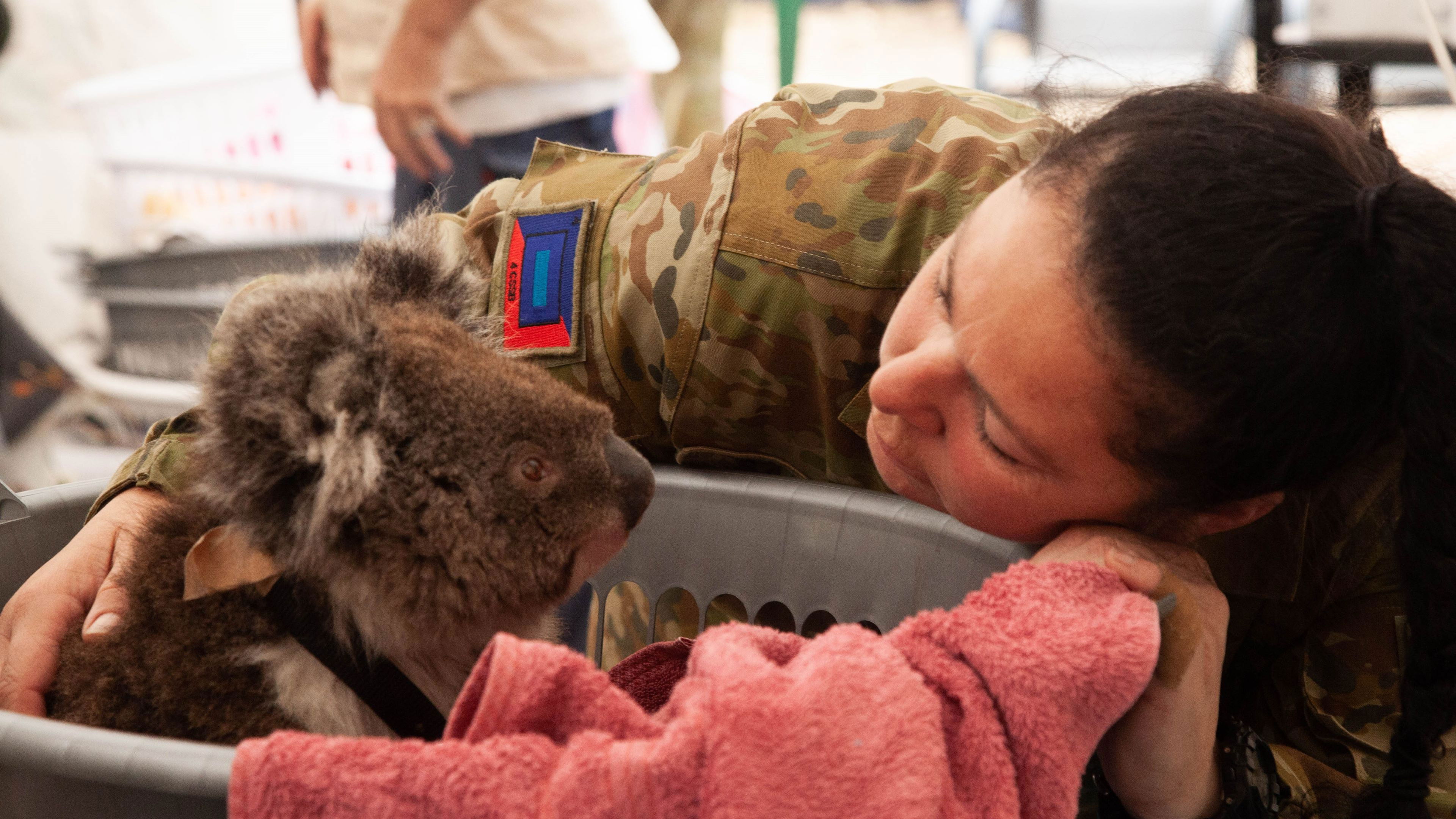 Backdrop for Bushfire Animal Rescue
