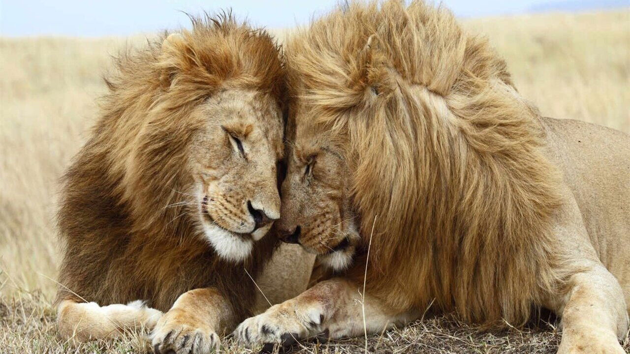 Backdrop for Second Nature: Gender and Sexuality in the Animal World