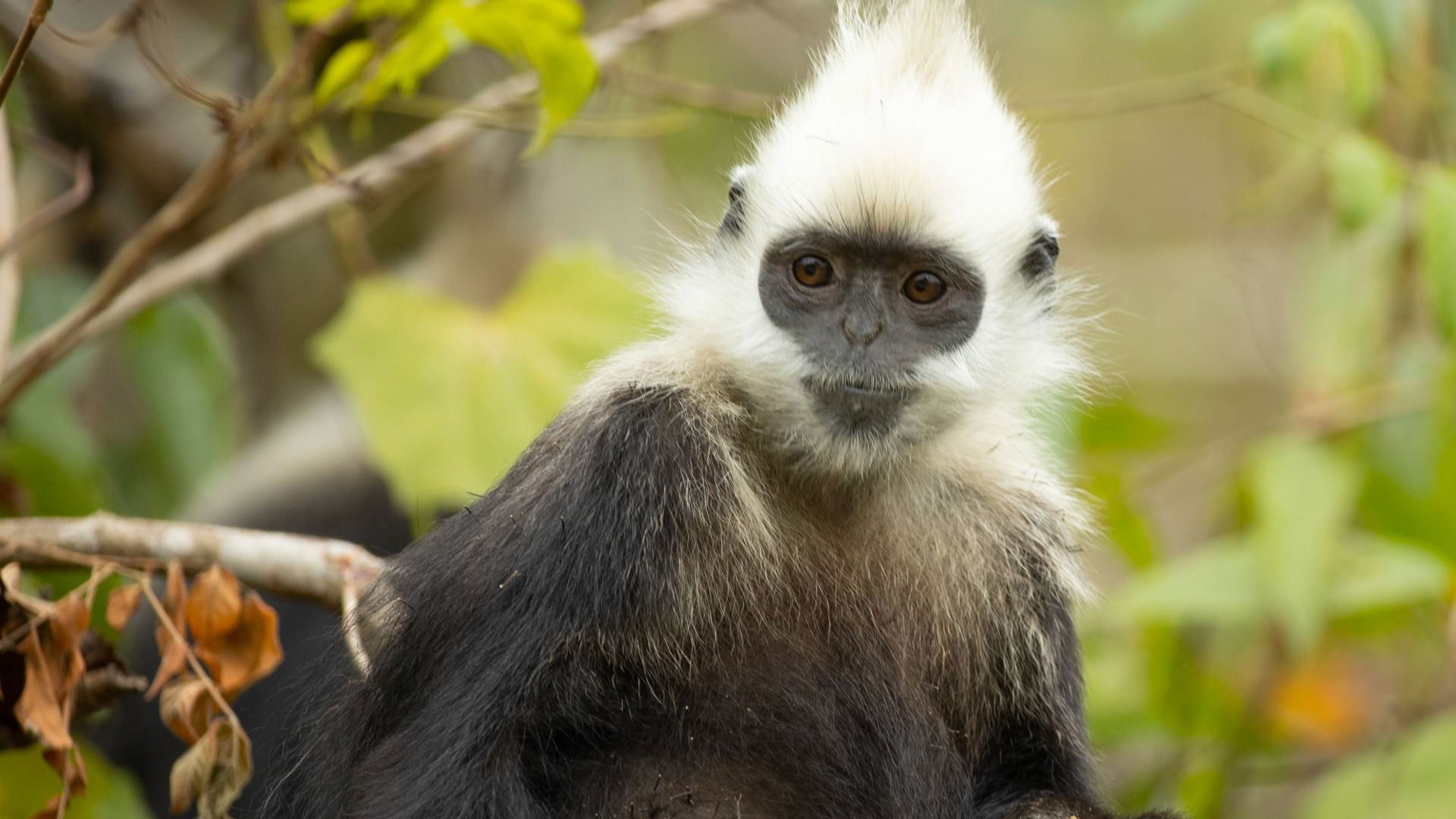 Backdrop for China's Secret Monkey Kingdom
