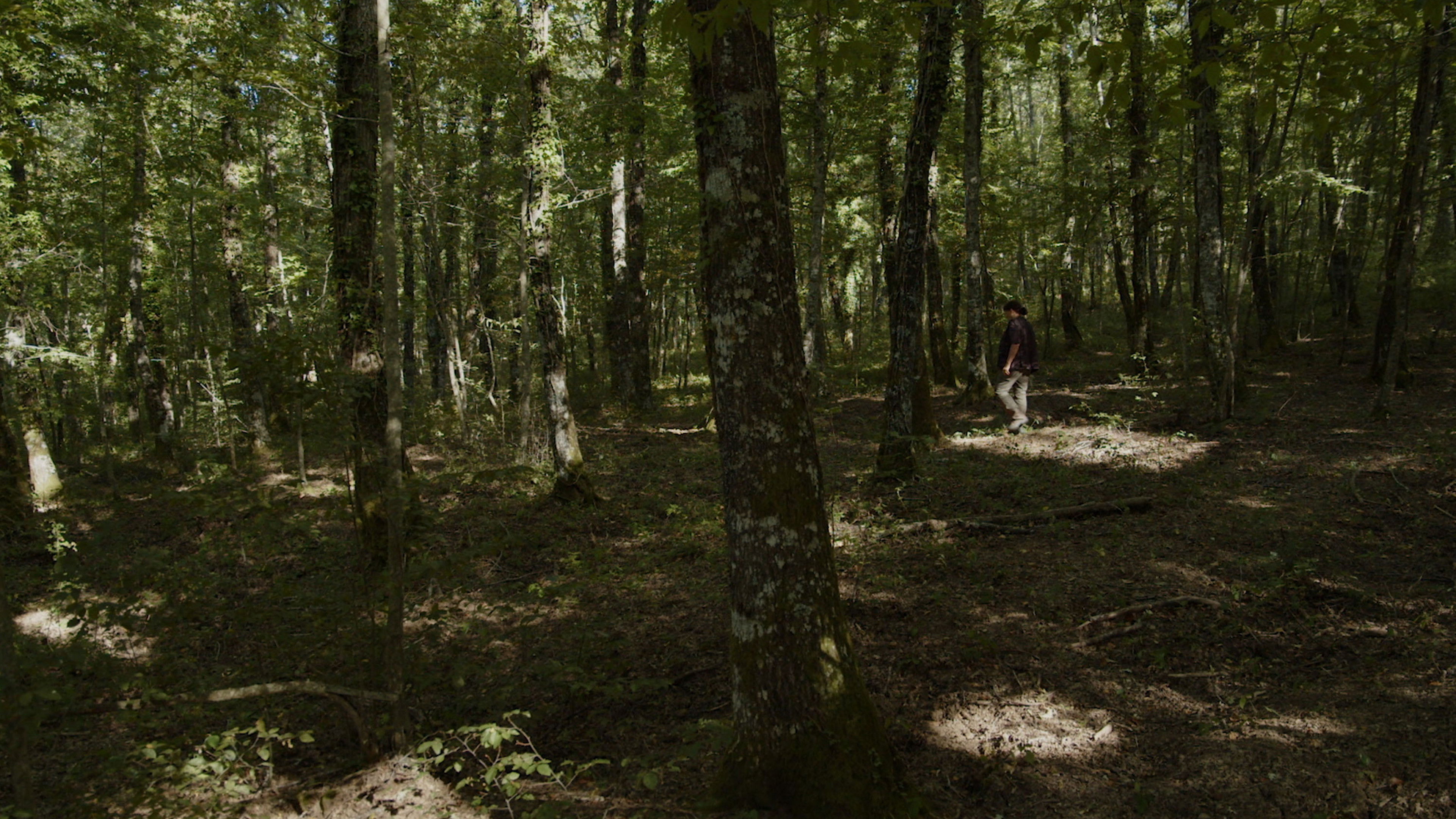 Backdrop for L'ornitologa