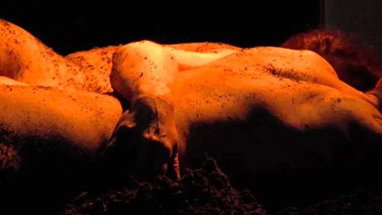 Backdrop for Ecosex, a User's Manual