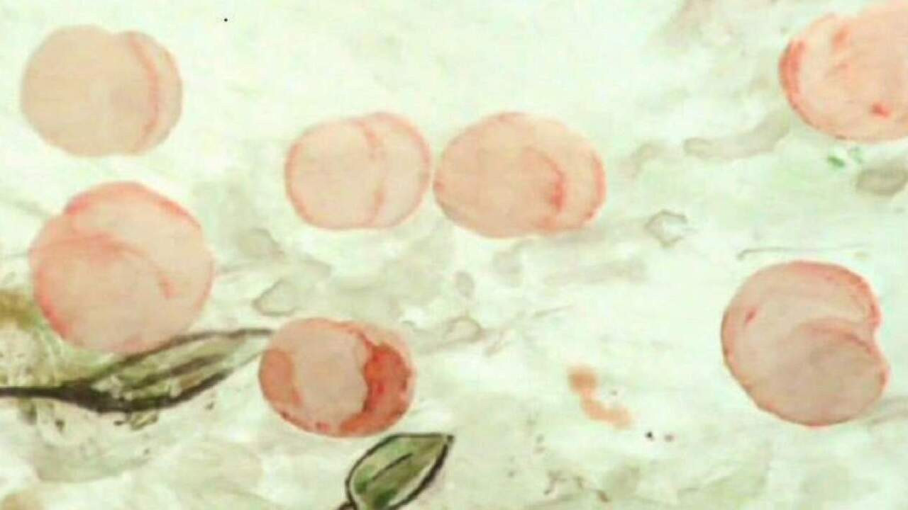 Backdrop for Beetle, Ship, Apricot