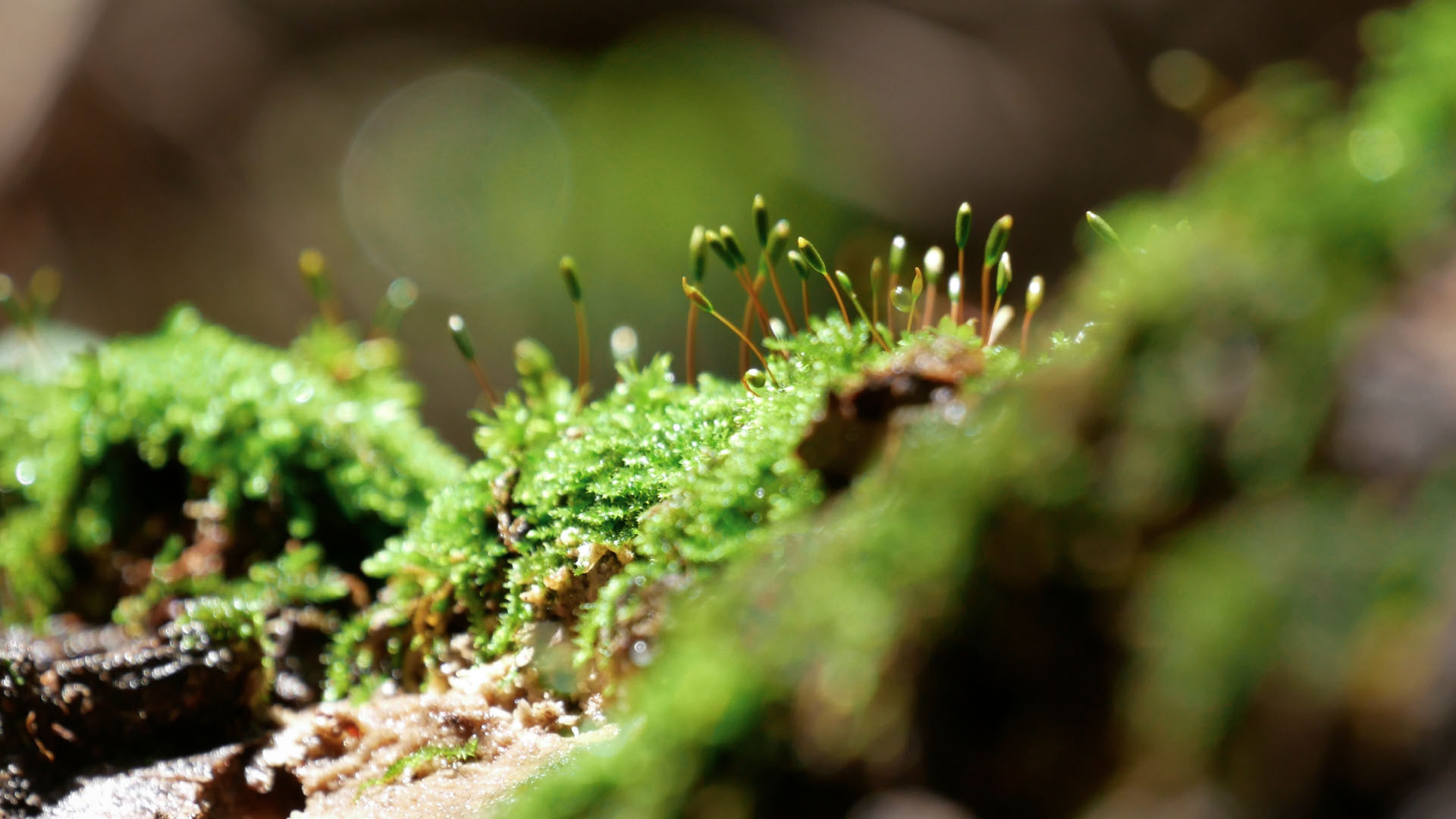 Backdrop for La Voz de la Barranca