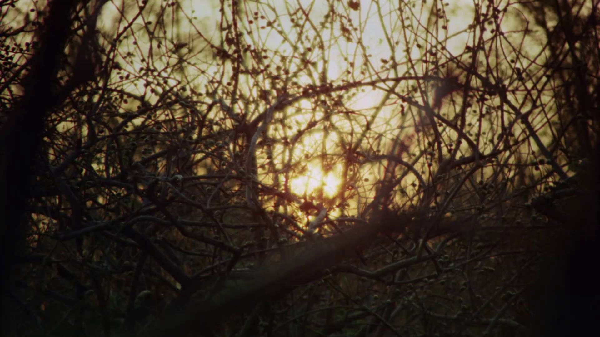 Backdrop for Virgin People