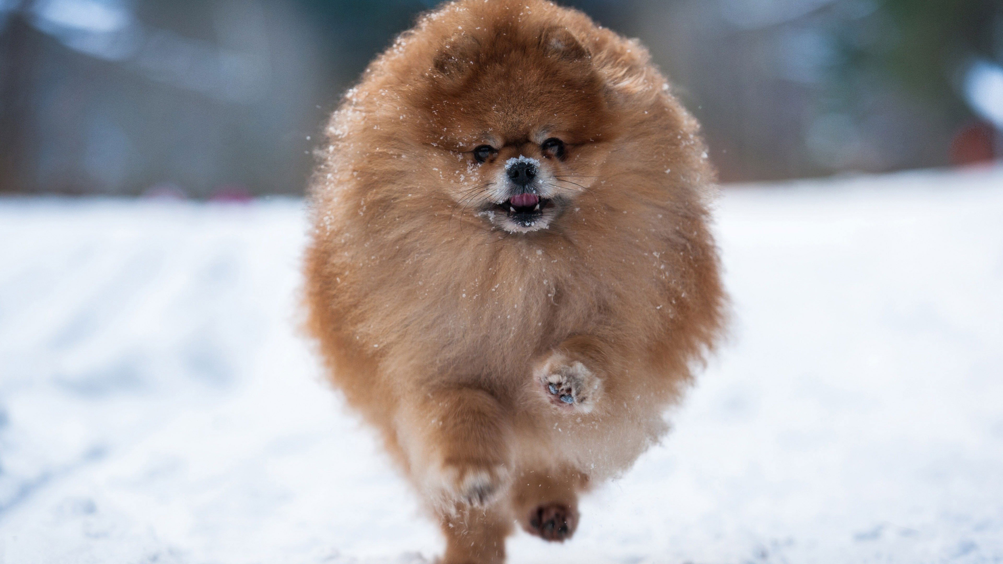 Backdrop for The Cute Ones