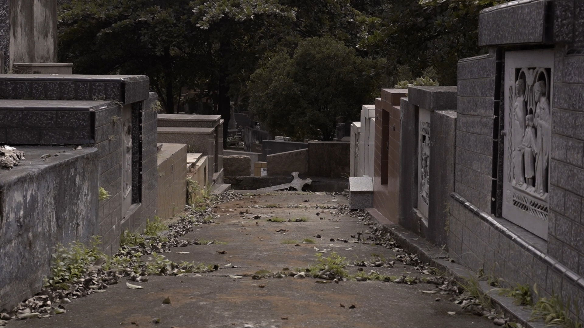 Backdrop for Swallows