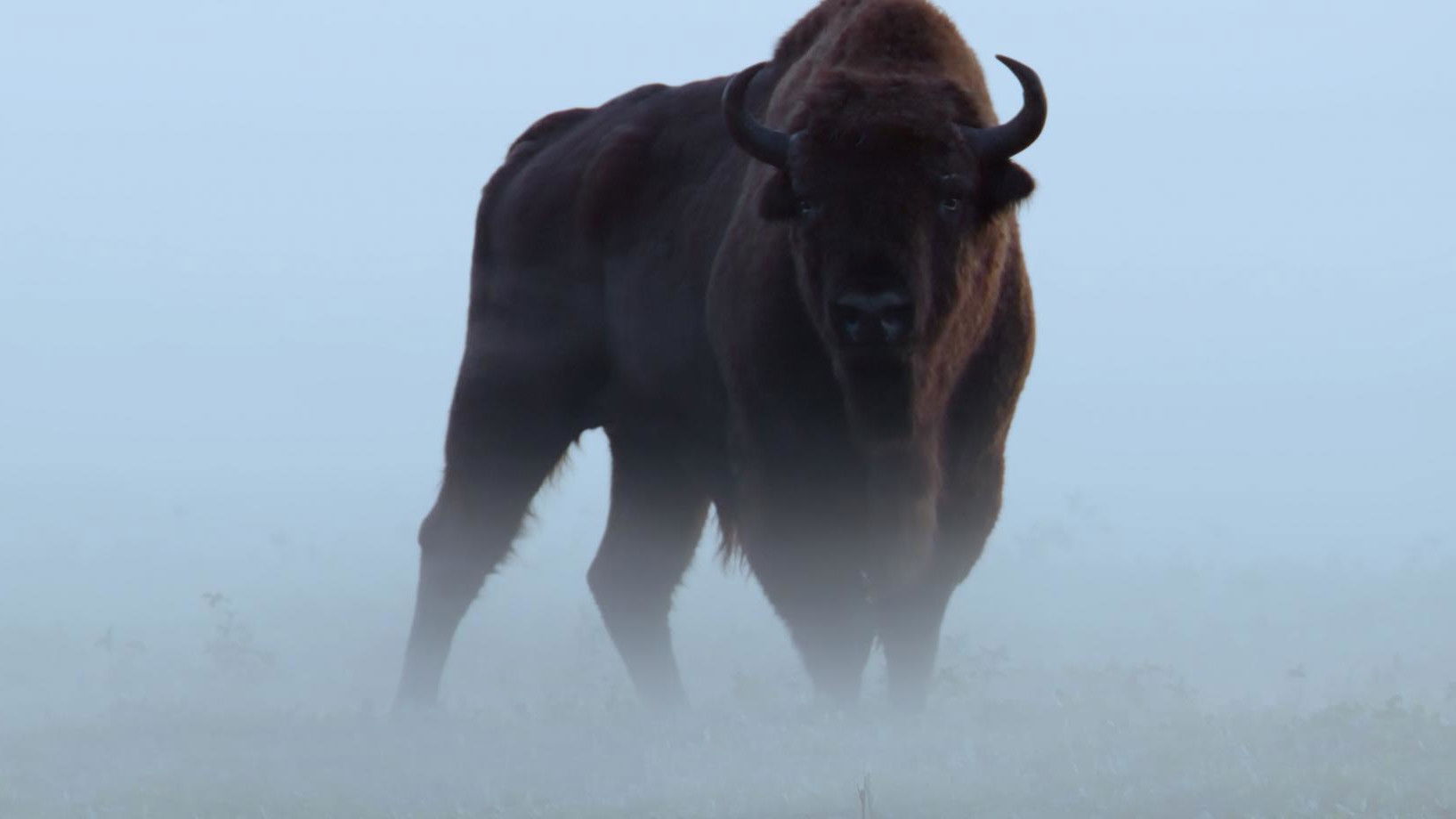 Backdrop for Le Bison d'Europe, colosse de la forêt