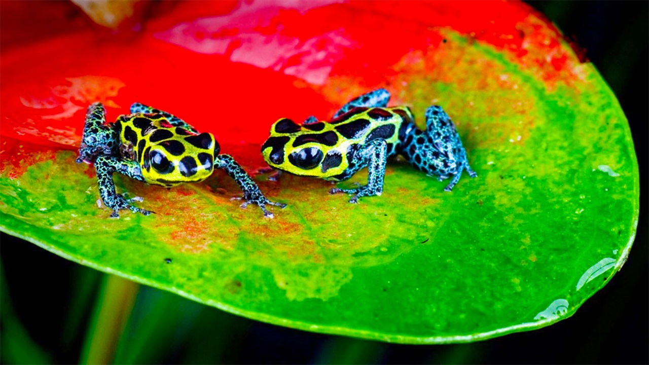 Backdrop for Nature's Microworlds