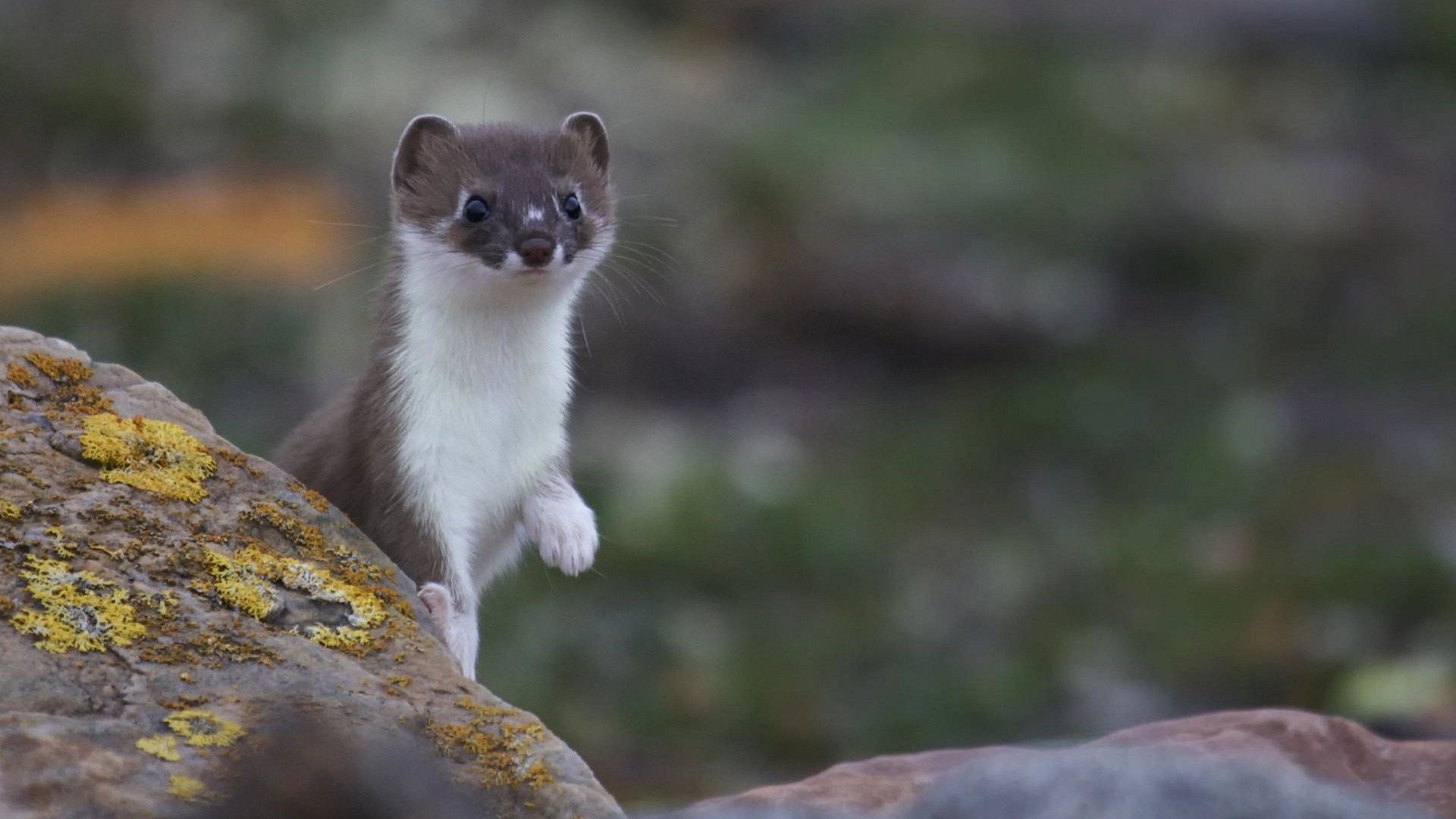 Backdrop for Weasels: Feisty and Fearless