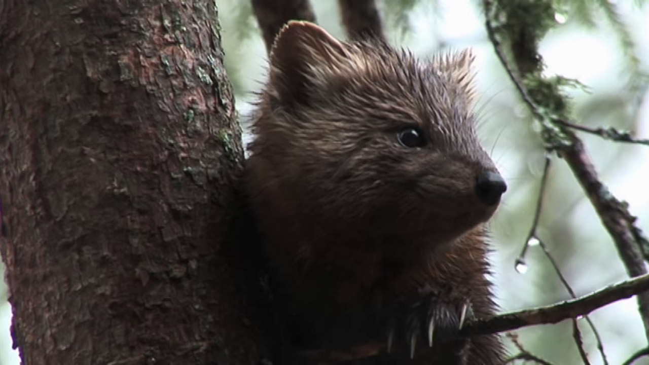 Backdrop for Minnesota: A History of the Land