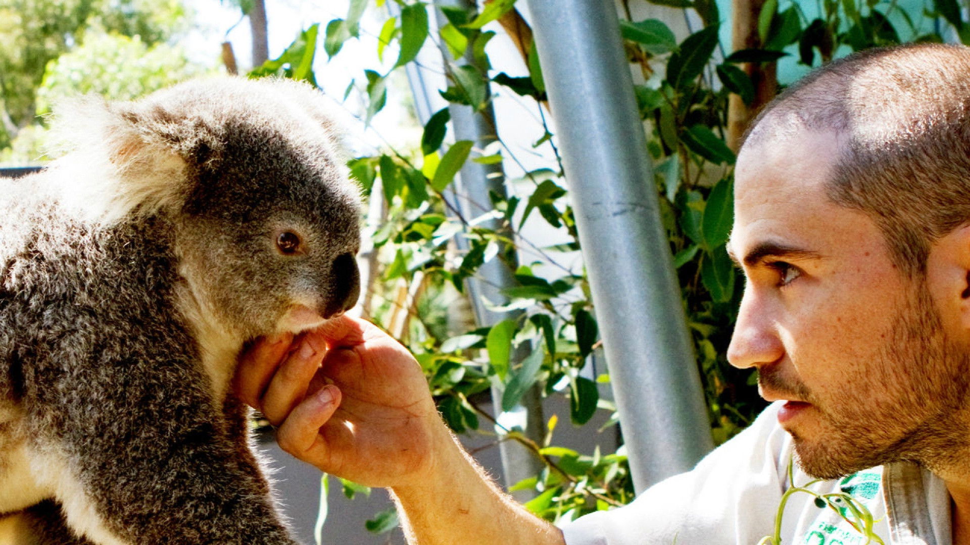 Backdrop for Wild Life At The Zoo