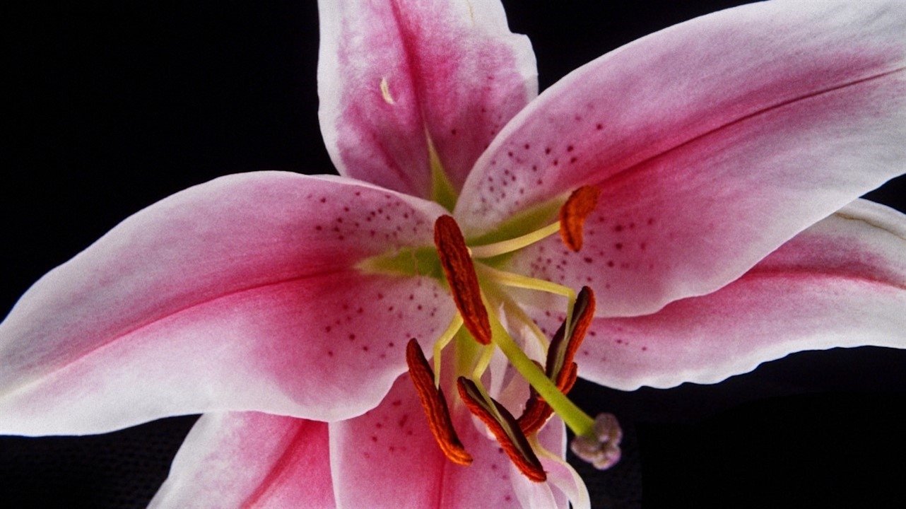 Backdrop for Algorithms of Beauty