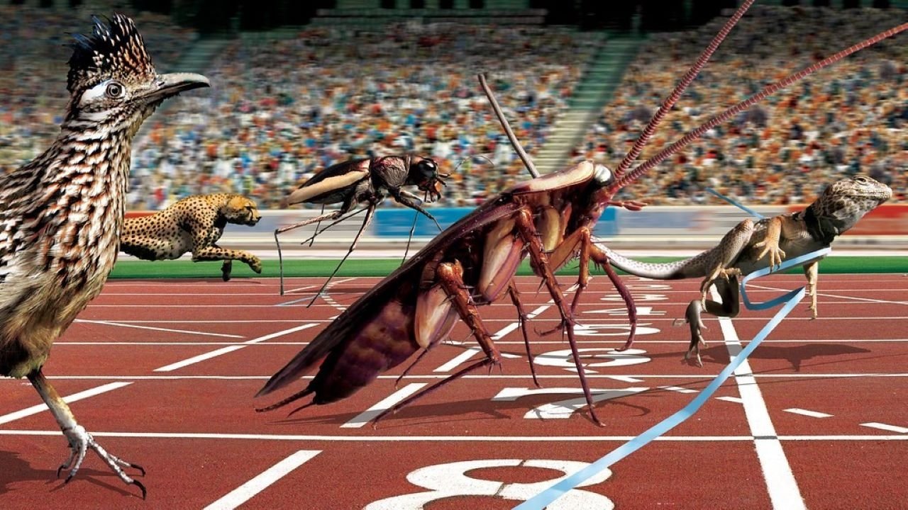 Backdrop for Animal Games