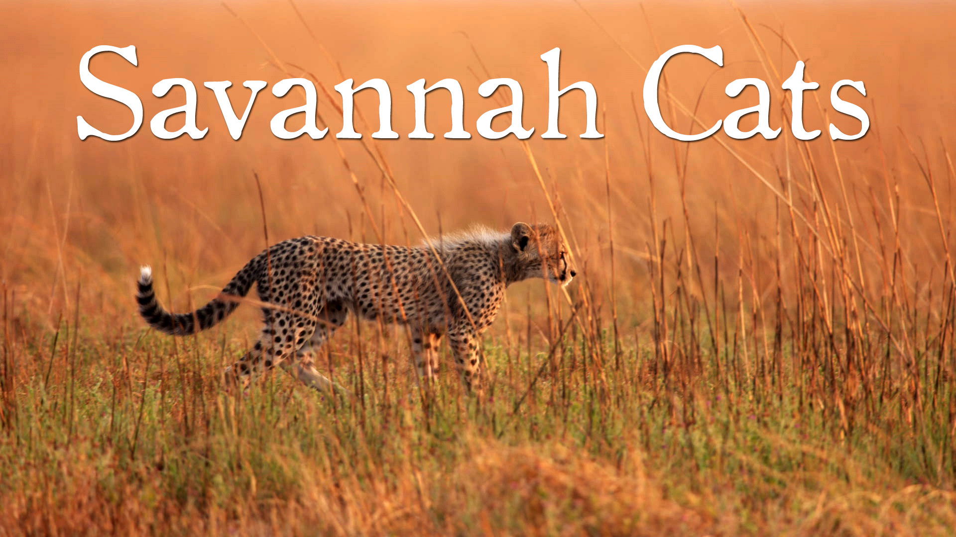 Backdrop for Savannah Cats