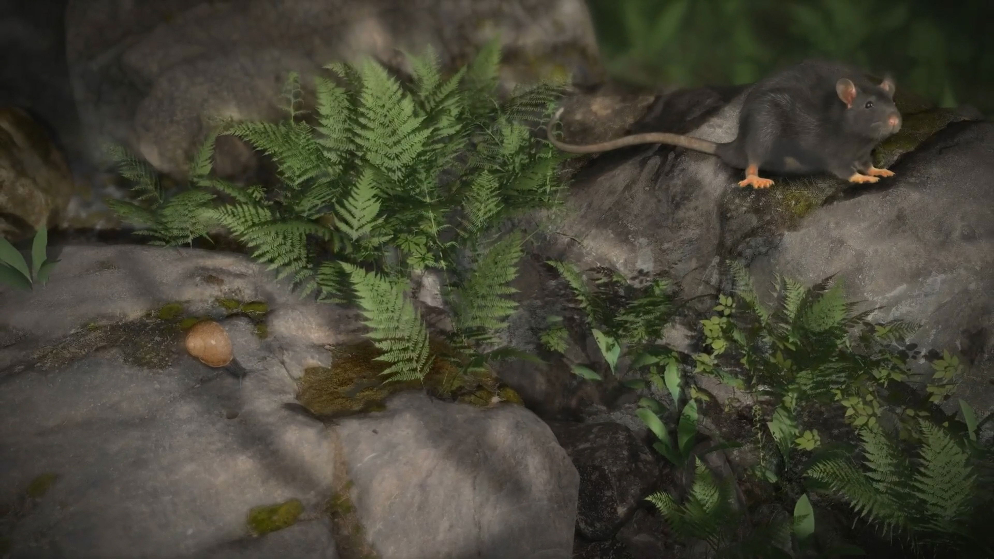 Backdrop for Accidental Host: The Story of Rat Lungworm Disease