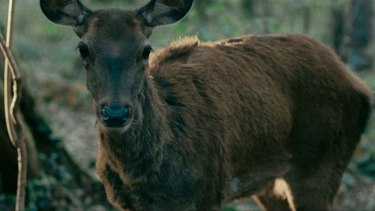Backdrop for A Quiet Bloom