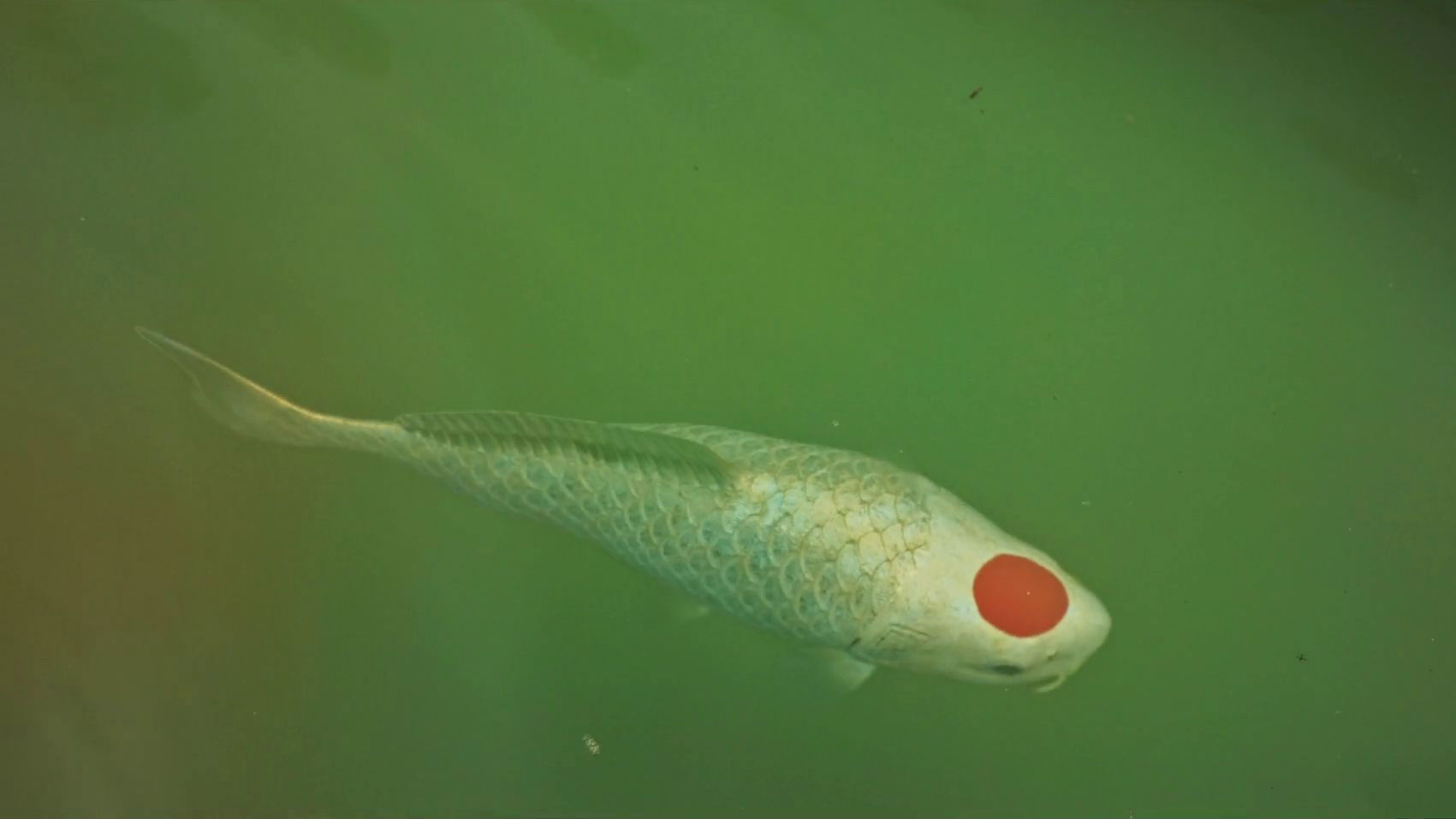 Backdrop for Allmen und das Geheimnis des Koi