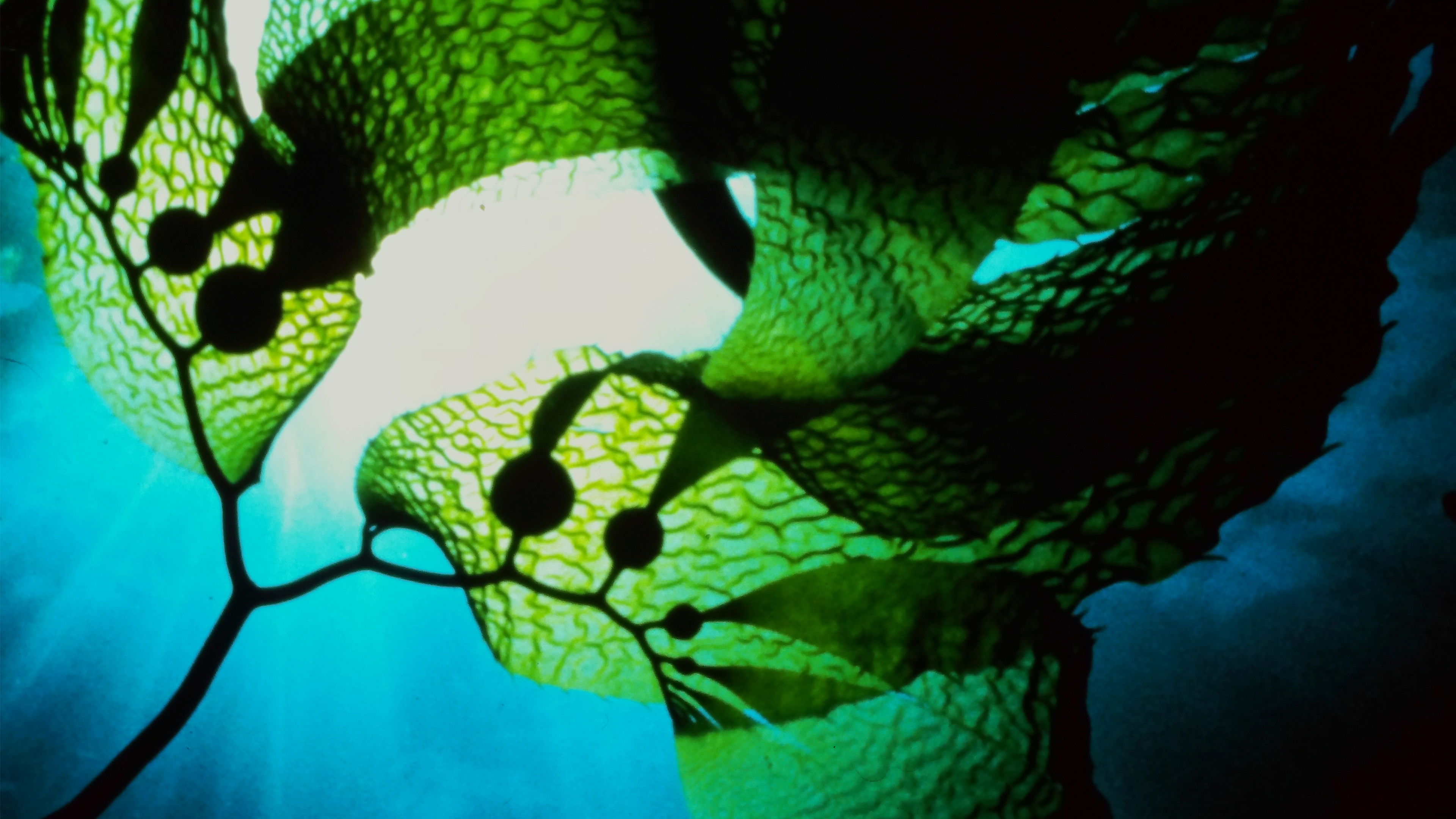 Backdrop for Seaweed Stories