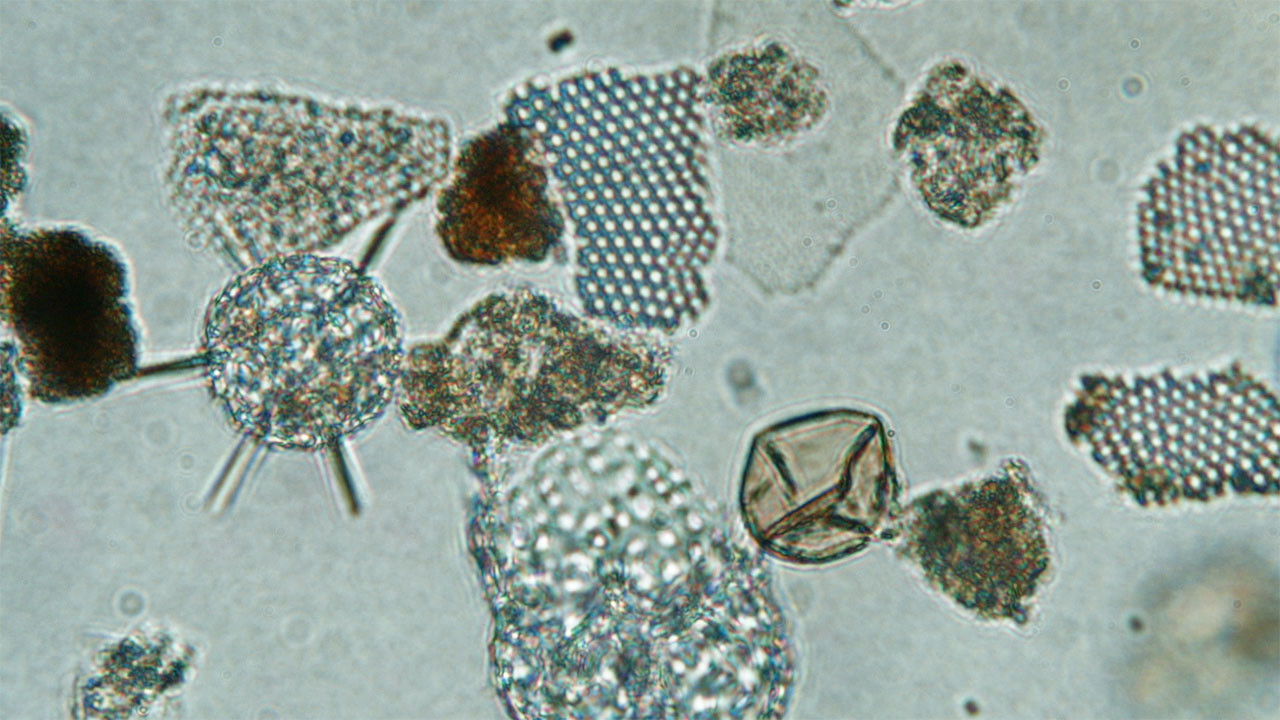 Backdrop for Ballast Stowaways Dinoflagellates