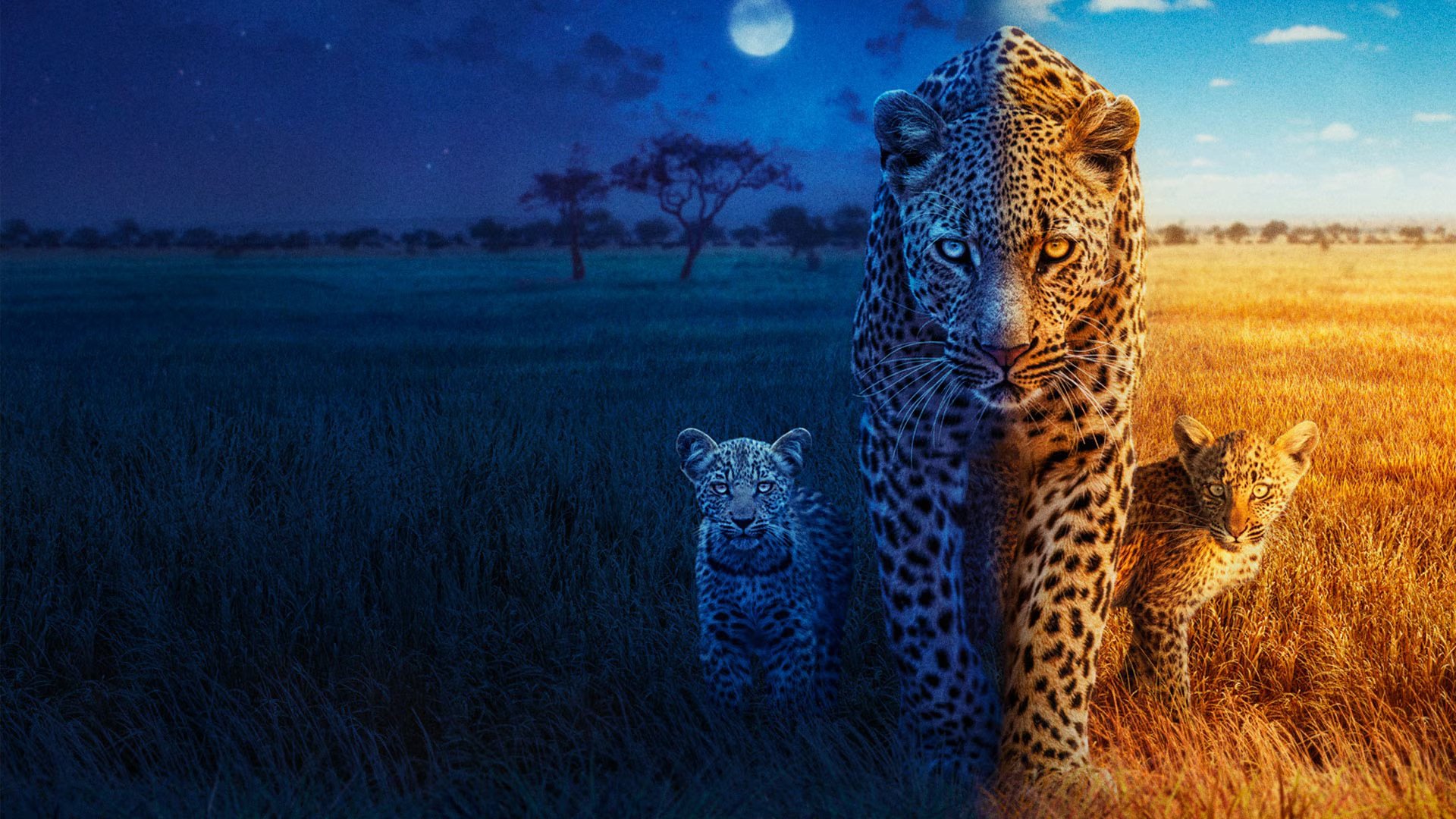 Backdrop for Big Cats 24/7