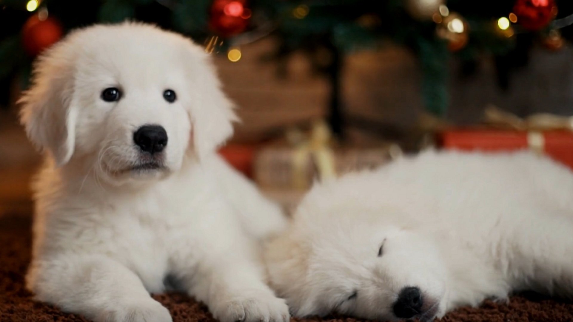 Backdrop for Christmas Puppies