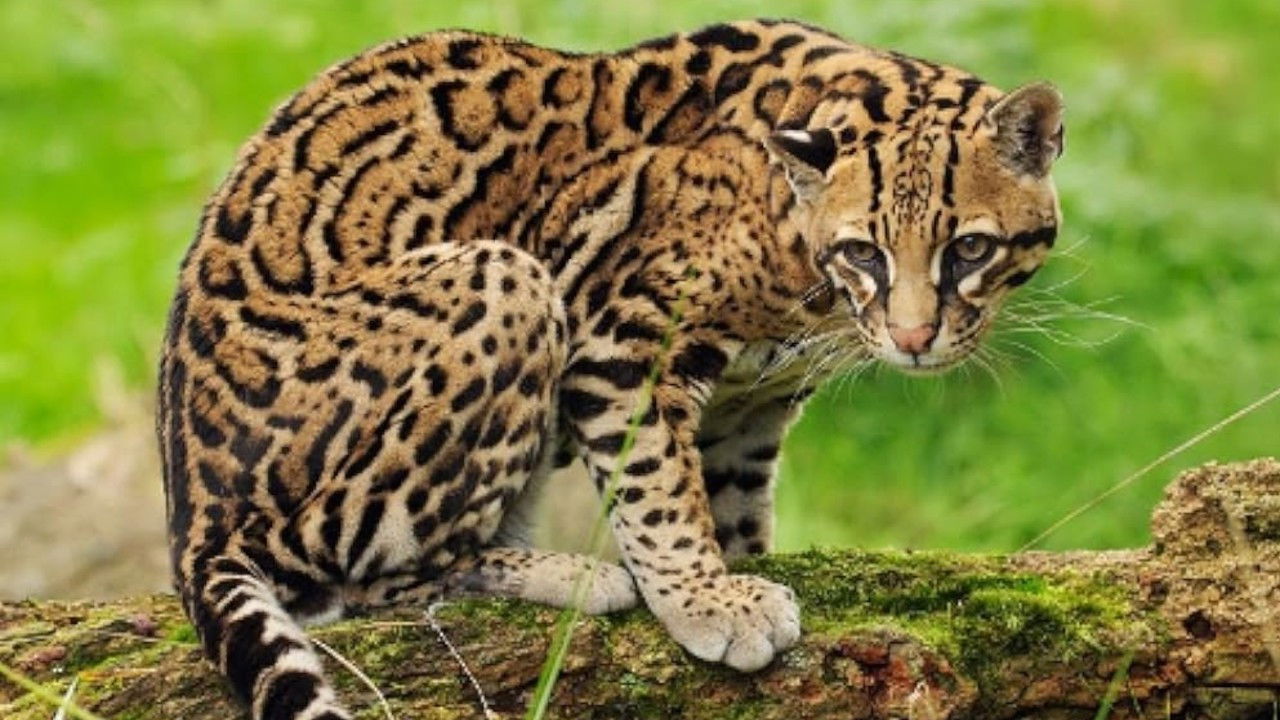 Backdrop for Joker, The Amiable Ocelot