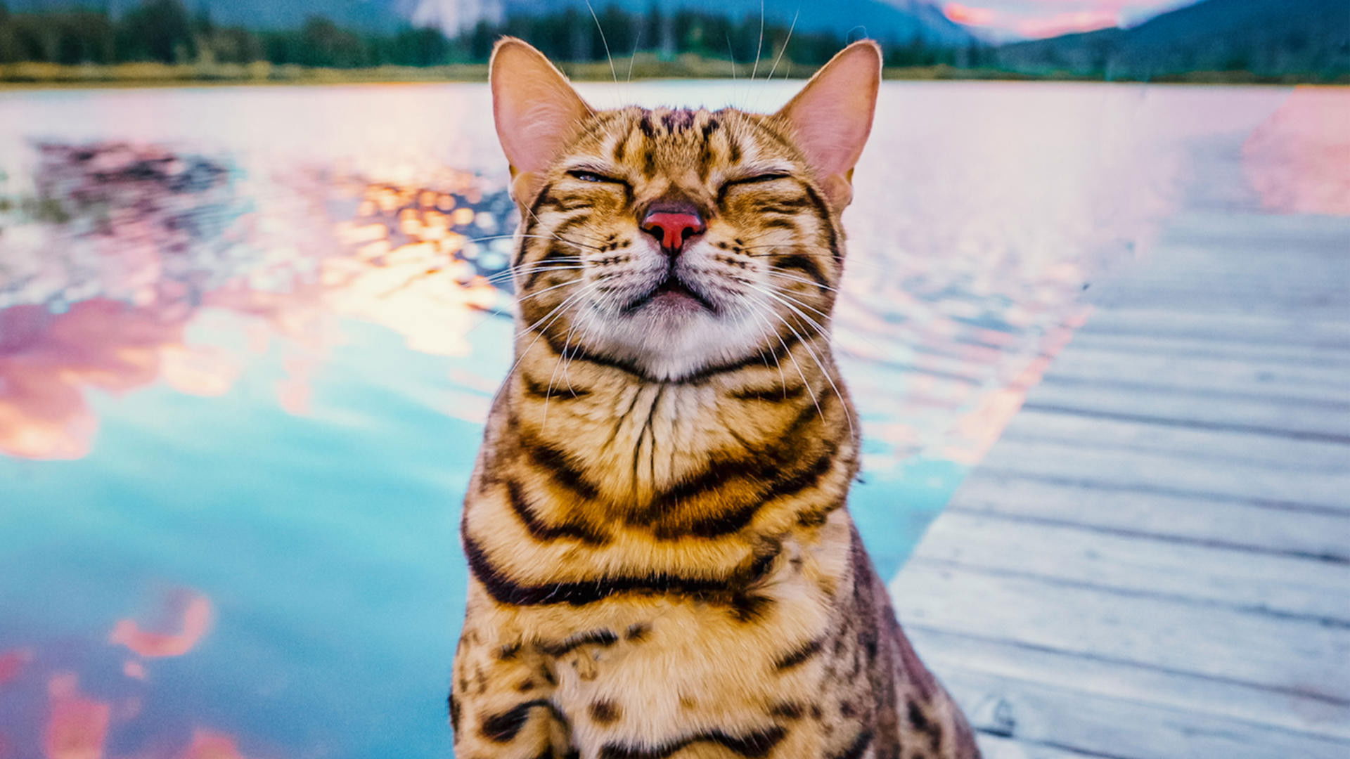 Backdrop for #cats_the_mewvie