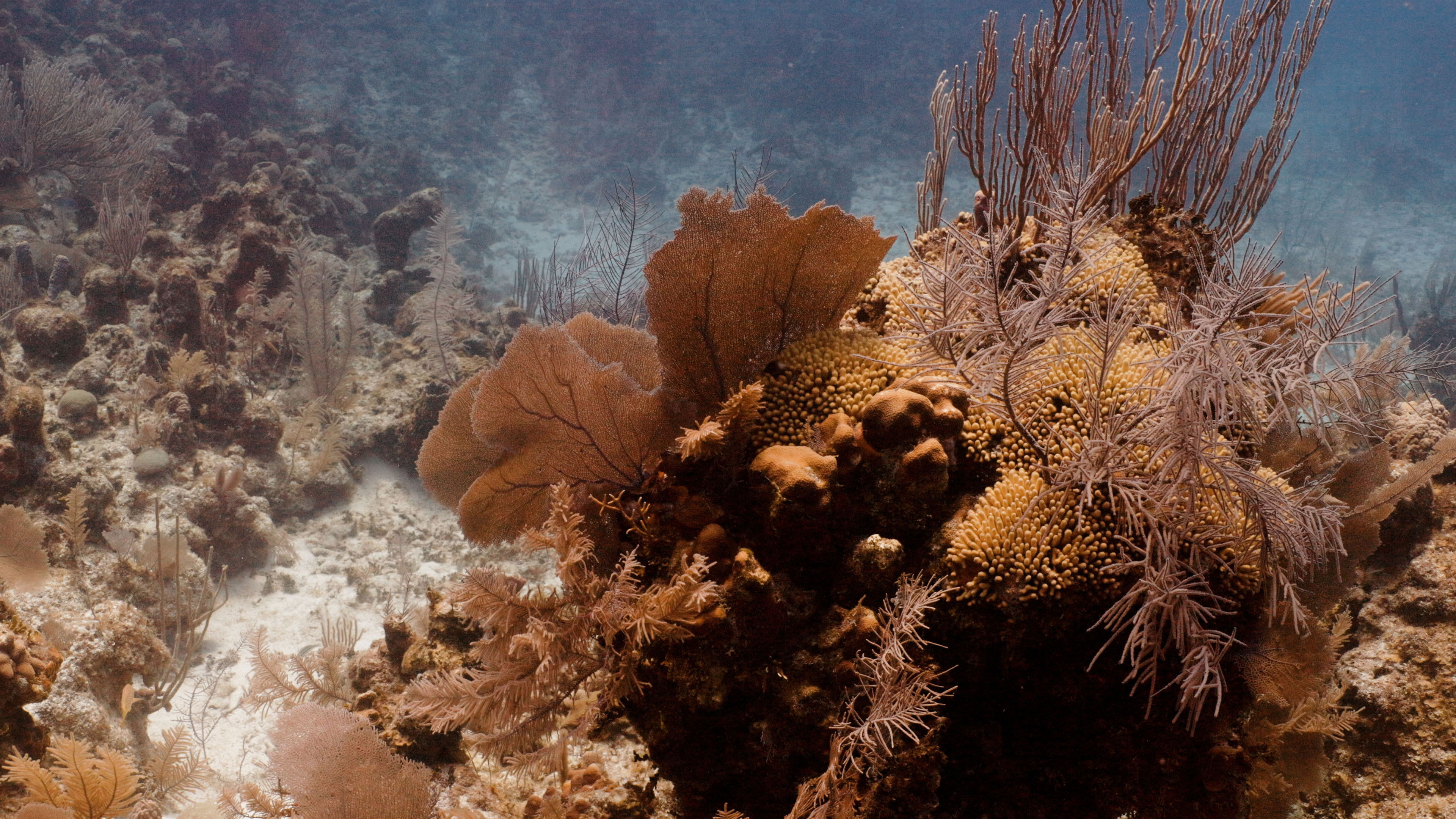 Backdrop for Wealth Untold